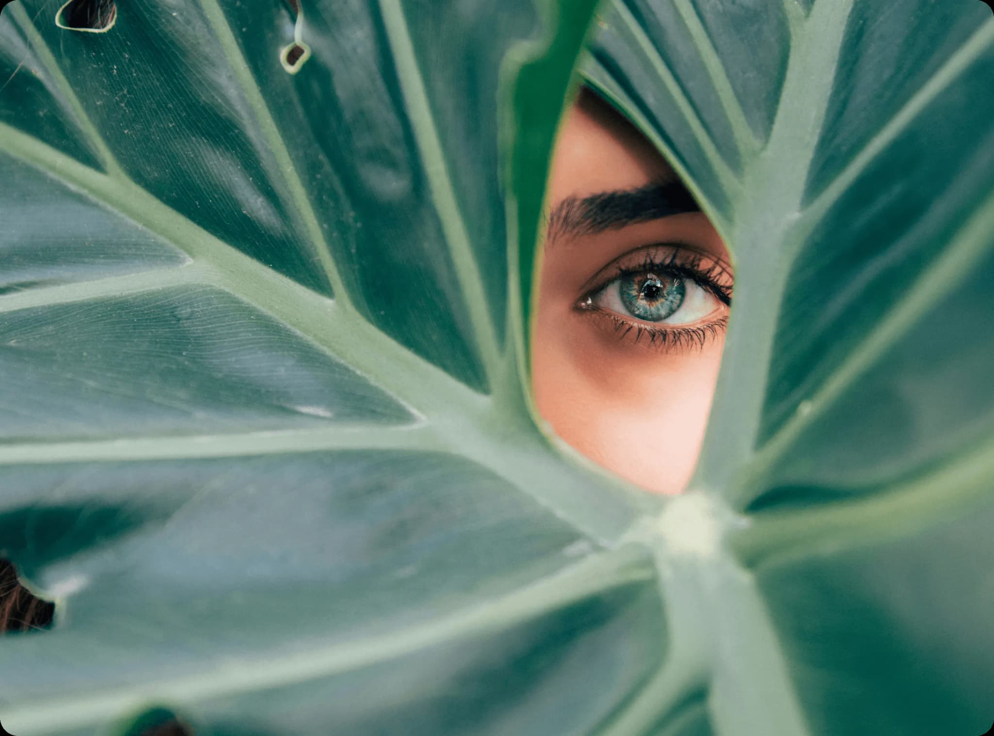 eyes in the leaves
